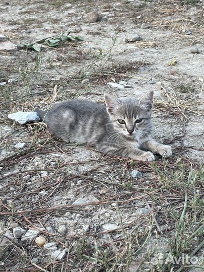 Котята бесплатно