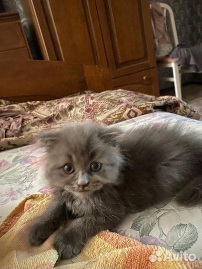 Котенок в добрые руки