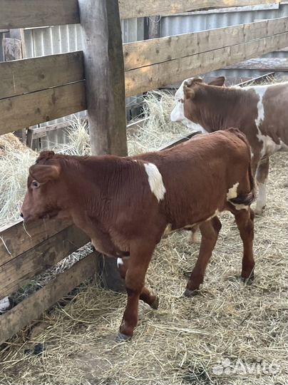 Бычки молодняк от 1 месяца до 10 месяцев