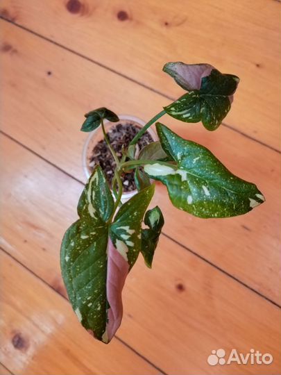 Сингониумы т 25,Ред спот триколор