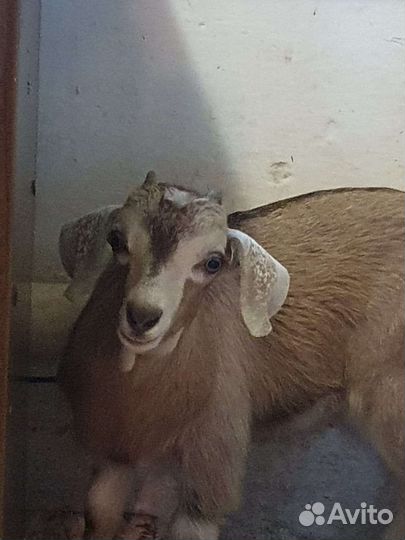 Коза нубийская
