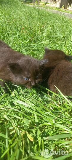 Маскарадные котята