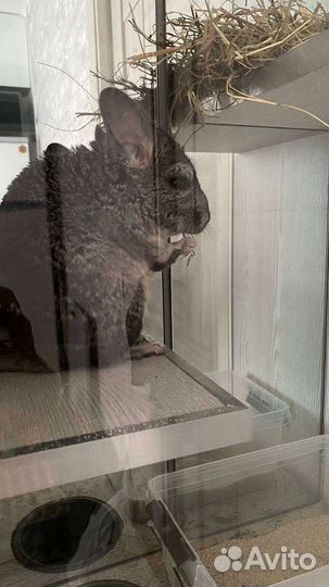 Шиншилла с домом-витриной