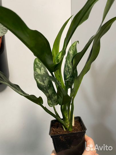 Аглаонемы Сортовые