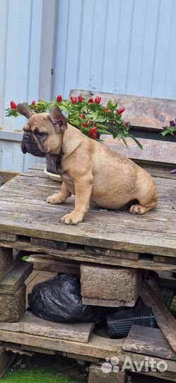 Французский бульдог РКФ