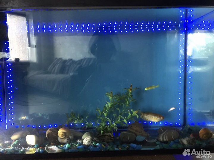 Аквариум