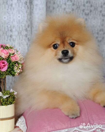 Стрижка собак всех пород