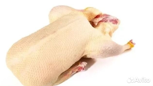 Домашние гуси