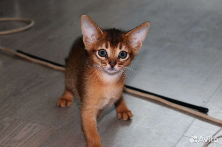 Абиссинские котята с документами