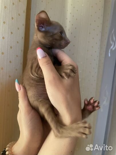 Ориентальные