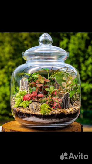 Фиттонии/стимулятор