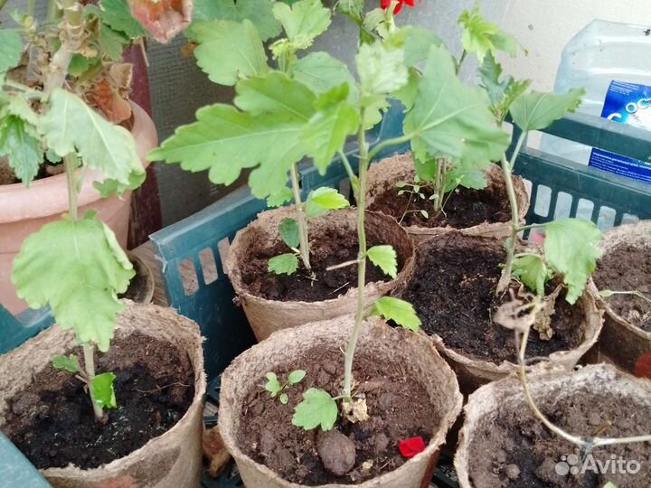 Гибискус уличный древовидный