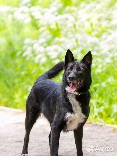 Собака метис овчарка в добрые руки