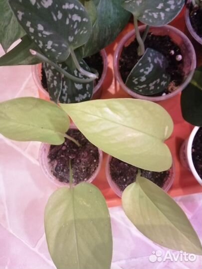 Эпипремниум