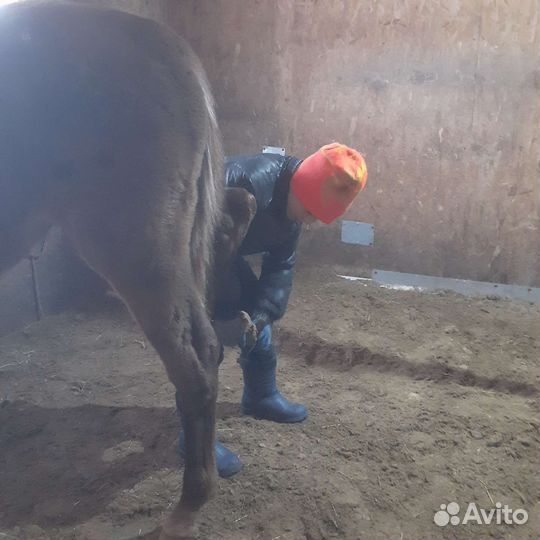 Расчистка копыт