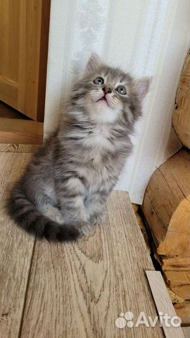 Сибирская кошка - котик объявление продам