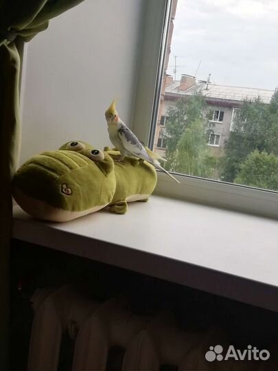 Попугай Корелла мальчик