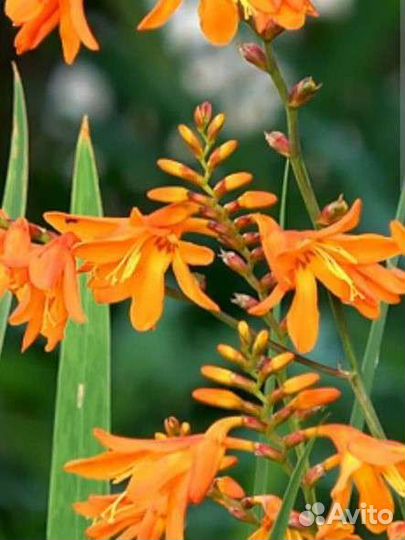 Многолетние цветы