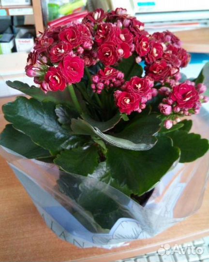 Каланхое каландива