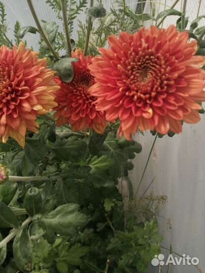 Хризантемы, мультифлора