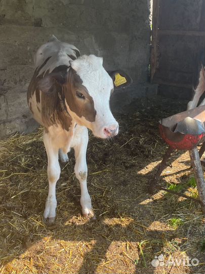 Телята мясной породы бычки