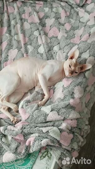 Кошка сфинкс