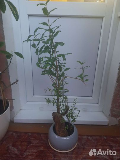 Гранат, монстера Альба