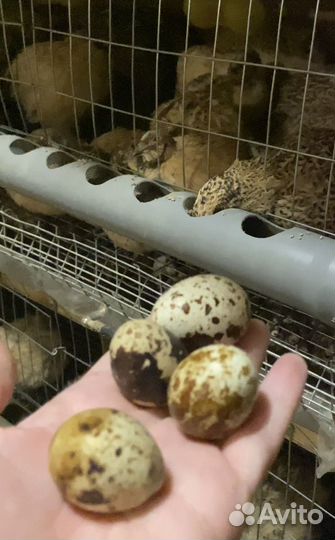 Манжурские перепела, золотистый феникс, фараон