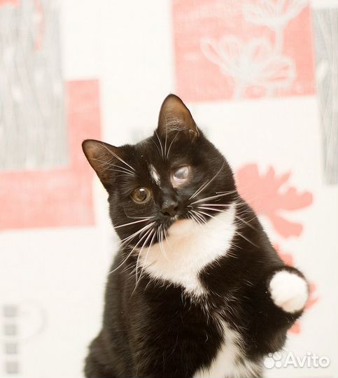 Знакомьтесь, Дизель)