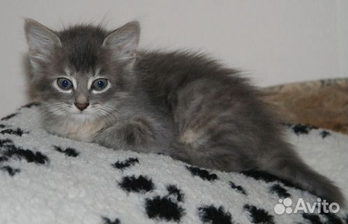 Маленькая Пушинка- пущистая серая девочка 1.5 мес