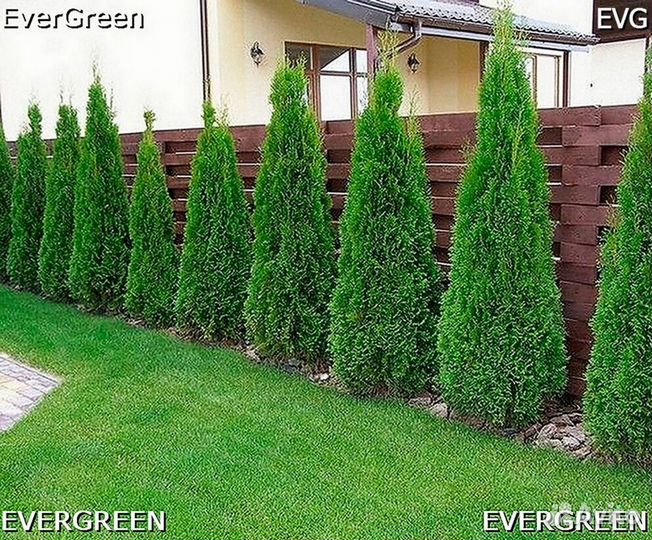 Туя смарагд