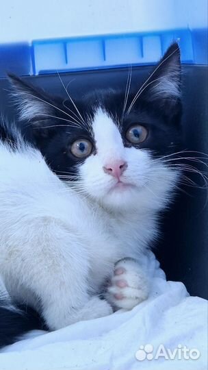 Красивый котенок