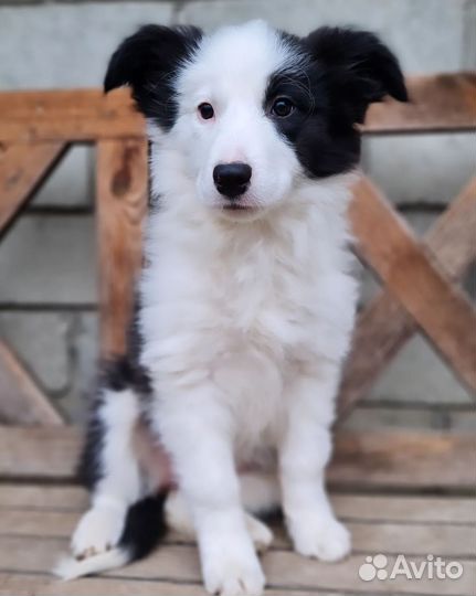 Бордер колли (девочка)