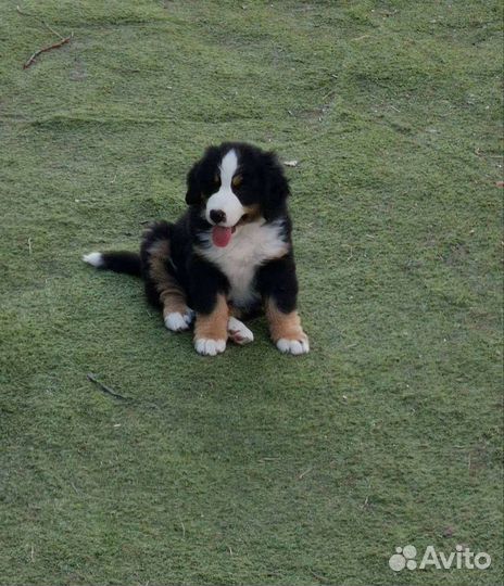 Щенки бернского зенненхунда. Бернский зенненхунд