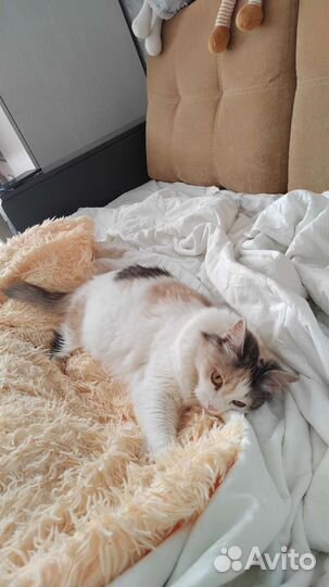 Кошка в добрые руки