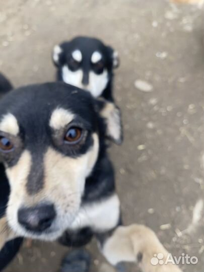 Собаки бесплатно в добрые руки