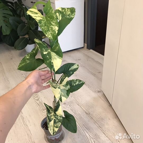 Сингониум imperial еллоу