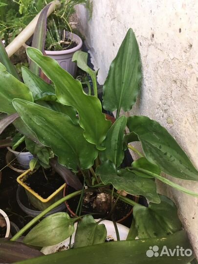 Дримиопсис пятнистый