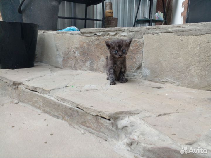 Котята.Отец Невская маскарадная,мать обычная