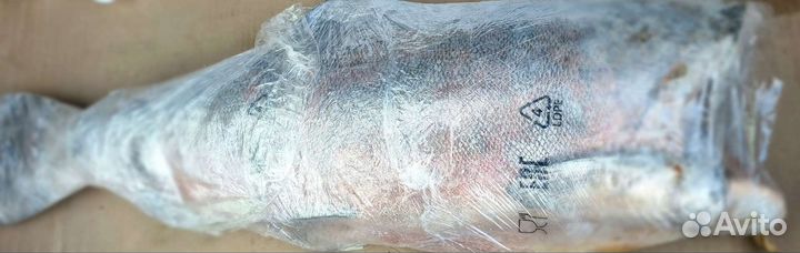 Рыба Лосось, Семга, Чавыча