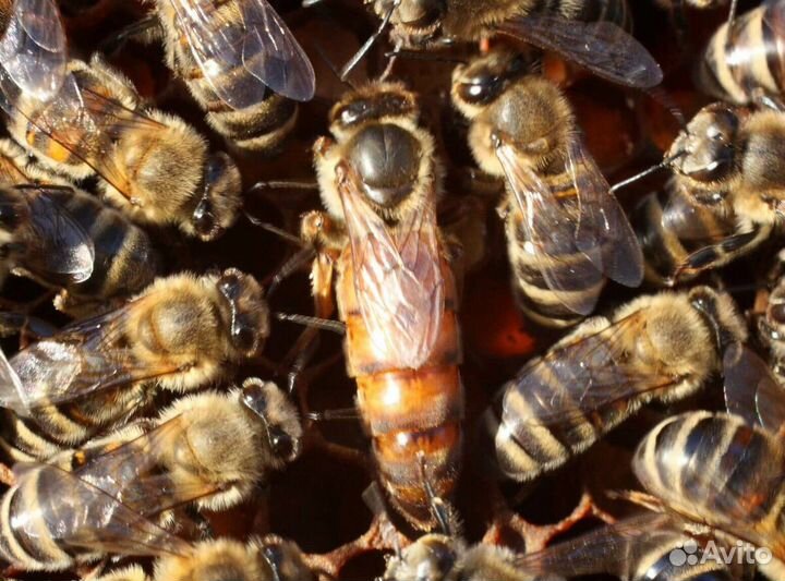 Пчеломатки карника