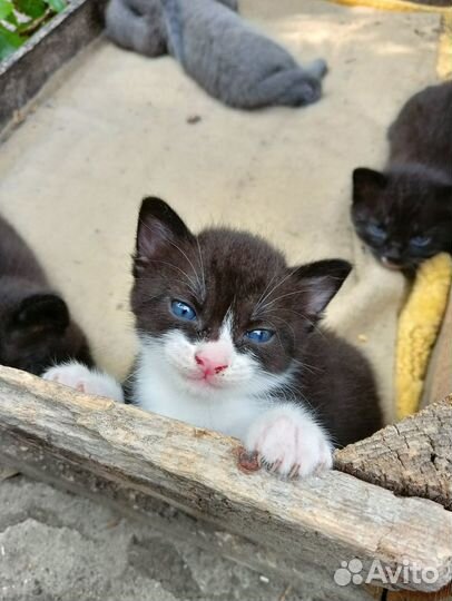 Отдам котят