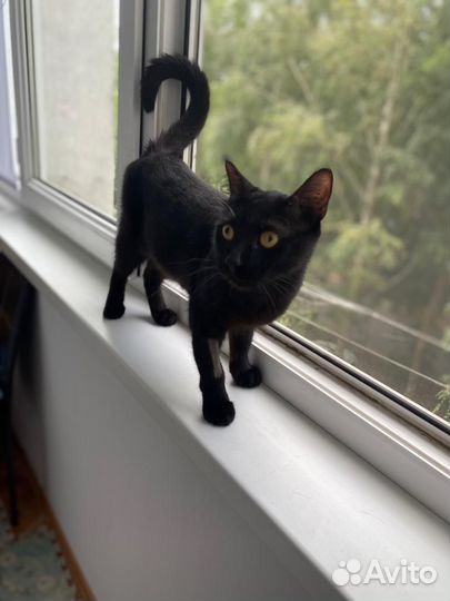 Кошка подросток