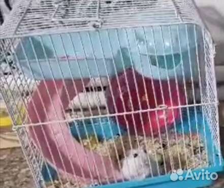 Джунгарский хомяк с клеткой