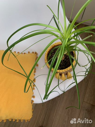 Кашпо горшок для цветов