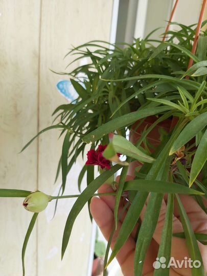 Гвоздика многолетняя ампельная