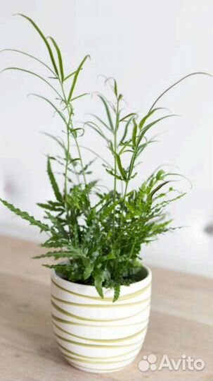 Папоротники