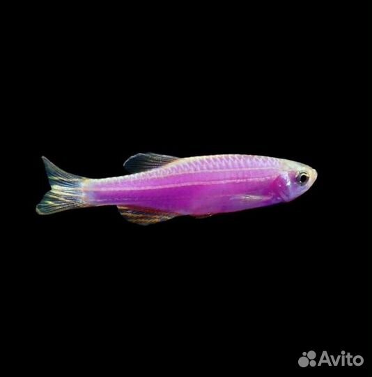 Аквариумные рыбки Данио Рейра