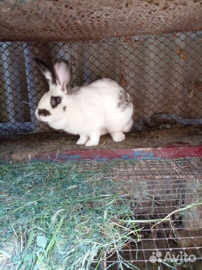 Крольчихи (крупные) и крольчиха уже с кроликами