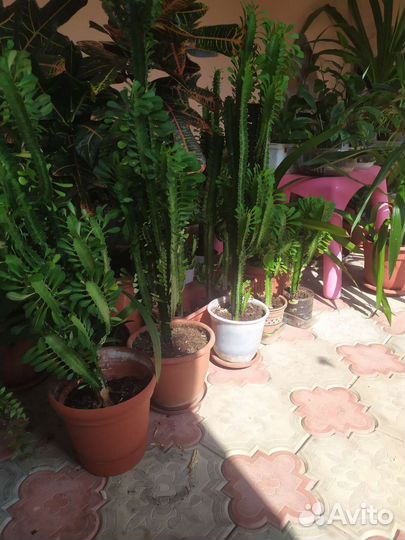 Комнатные цветы